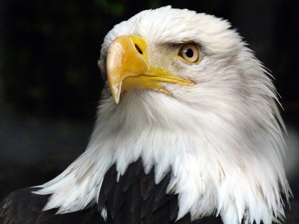 Eagle