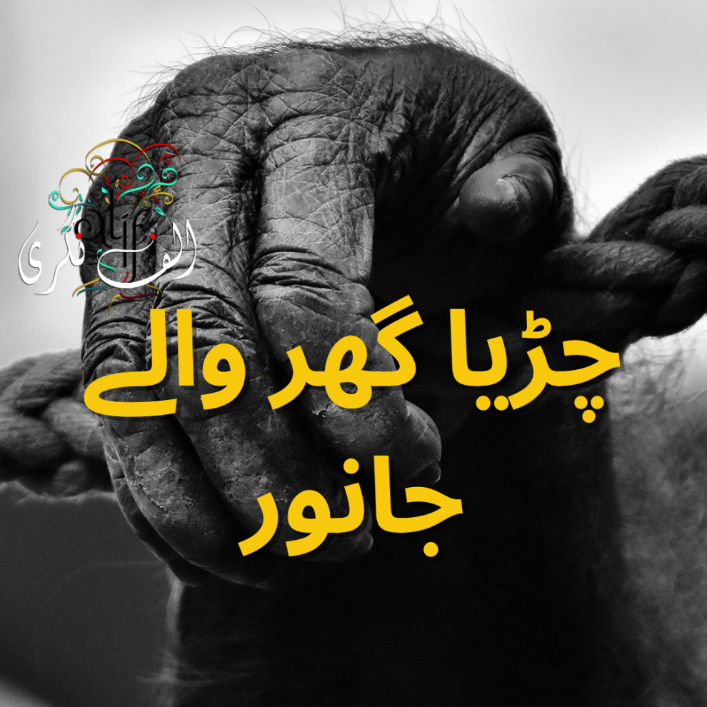 animal
